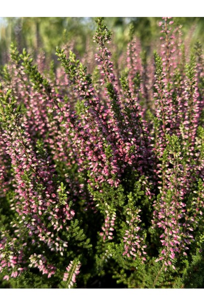 Верес звичайний Атен